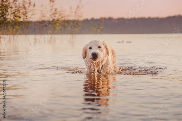 Fototapeta golden retriever stands in the river at sunset with streams of water dripping from its muzzle