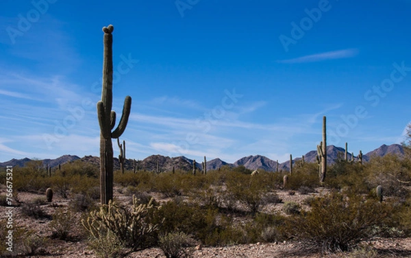 Fototapeta Desert Landscape