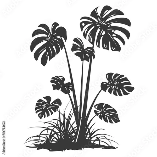 Fototapeta Silhouette monstera plant in the ground black color only 
