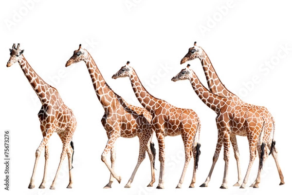 Fototapeta Żyrafy chodzące na białym
