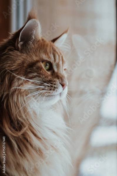 Obraz cat is looking out the window