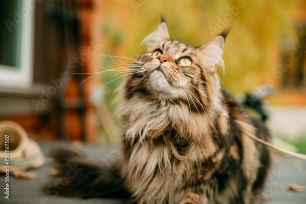 Obraz cat in the garden