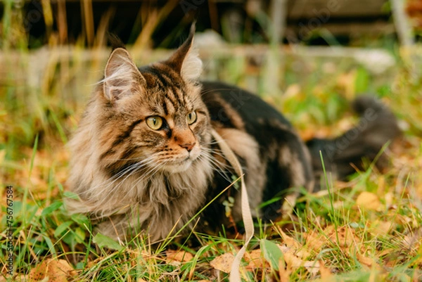 Obraz cat in the grass