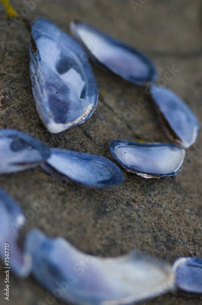 Obraz Mussel shells