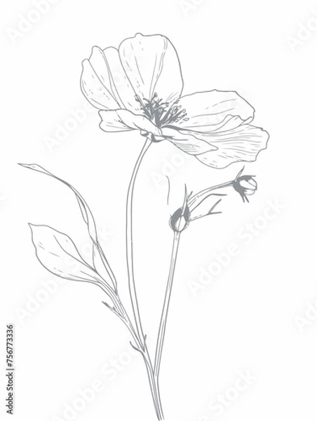 Fototapeta Single flower vector line art