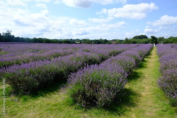 Obraz lavender field