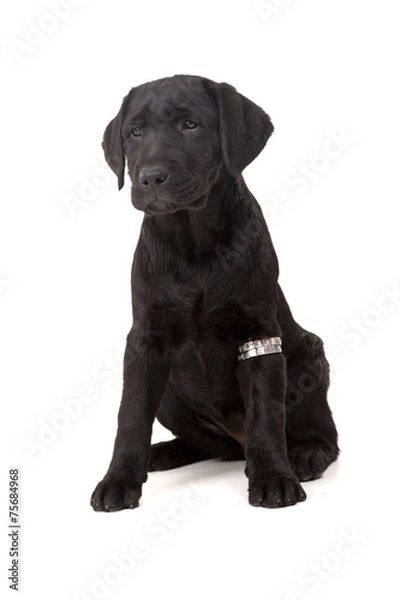 Obraz Labrador retriever