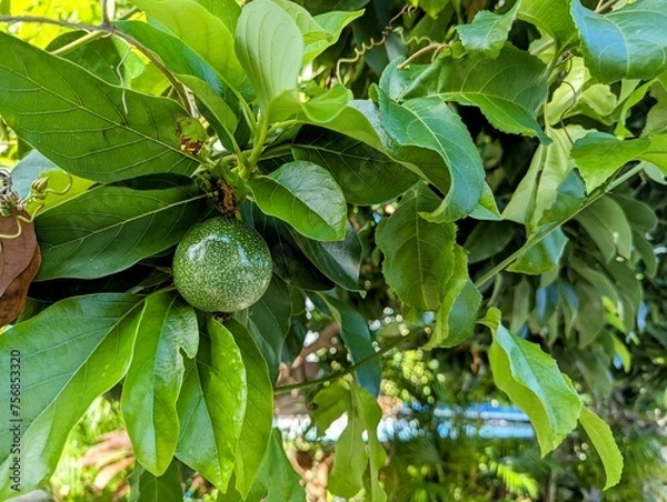 Fototapeta Unripe Passion fruit, or Maracuja, growing in an avocado tree.