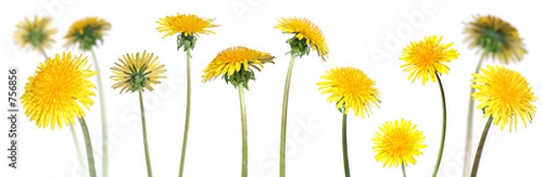 Obraz mniszek lekarski (Taraxacum officinale)