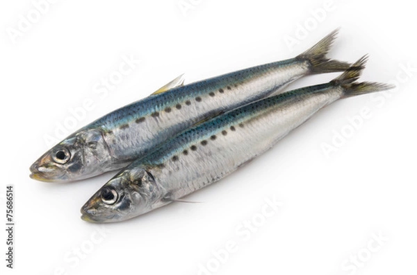 Fototapeta 真いわし