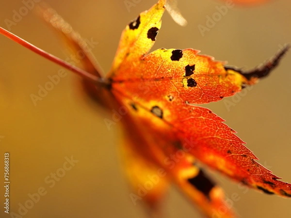 Obraz 秋を感じる紅葉のクローズアップ