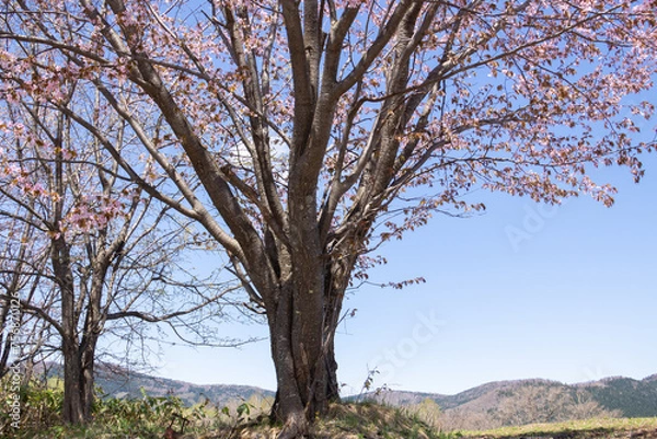 Fototapeta 満開の桜と青空
