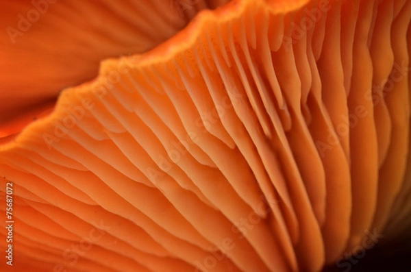 Obraz Grzybowa gąbka