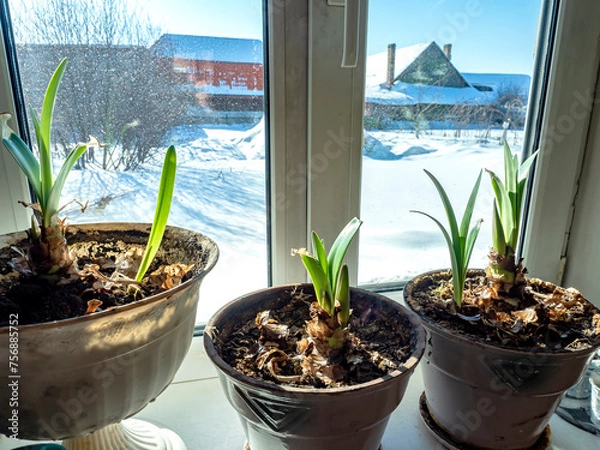 Fototapeta amaryllis buds are blooming in a pot on the windowsill