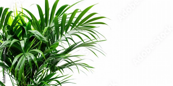 Obraz Indoor areca palm, healthy green plant, header on a white isolated background, copy space.