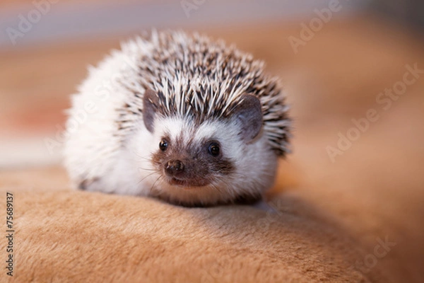 Obraz African white- bellied hedgehog