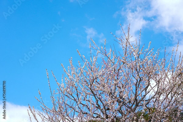Obraz 伊勢神宮 風景 景色