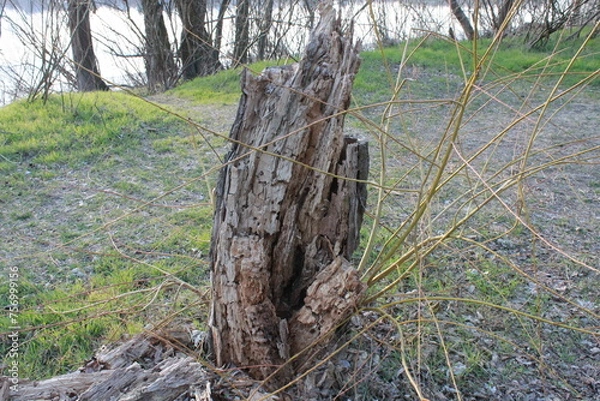 Fototapeta 
Tree stump. Dry stump from a fallen tree.