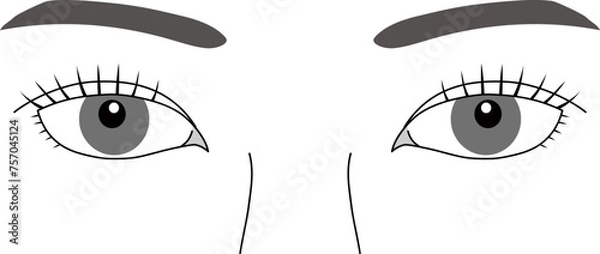 Fototapeta 女性の目、まつげ、 二重、 まぶた、 眉毛、白目 、瞳 、正面、リアルな両目の白黒ベクターイラスト