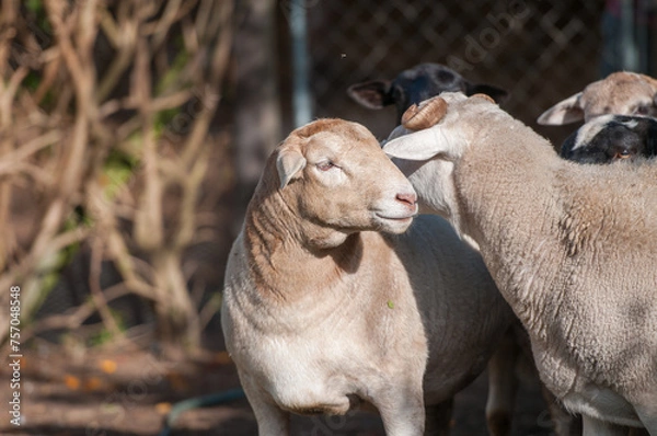 Fototapeta White headed Dorper Ewe looking to the left with ram's head in background dark blurred background