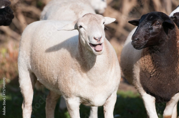 Fototapeta Dorper white headed ewe looking at camera with mouth open as if laughing with a black headed ewe standing next to her. with blurred background