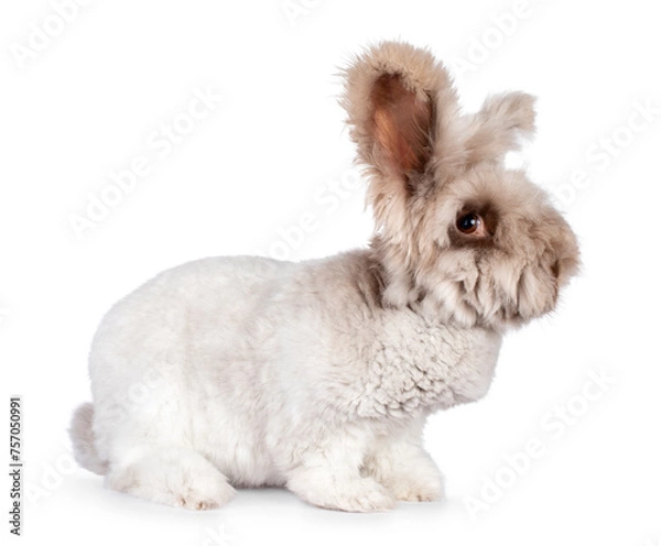 Fototapeta Big Angora rabbit standing up, side ways, looking to camera with brown eyes, isolated on a white background
