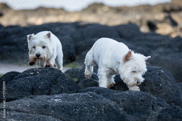 Obraz West Highland Terriers