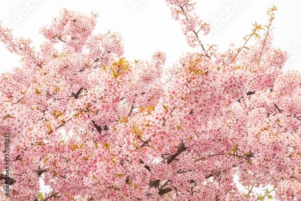 Obraz 美しい桜