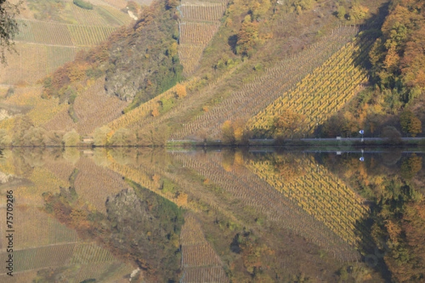 Obraz reflection of vineyard in river