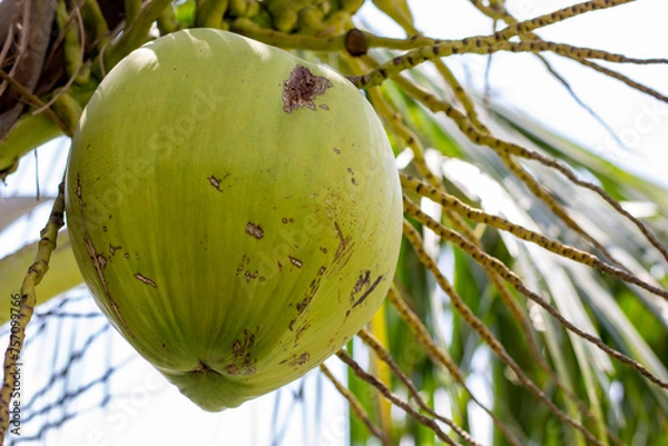 Fototapeta Bunch of fresh coconut fruits on the tree. Botany, Bunch, Bundle, Close-up, Coconut