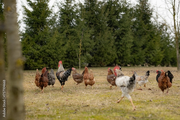 Fototapeta Free range chickens and cocks