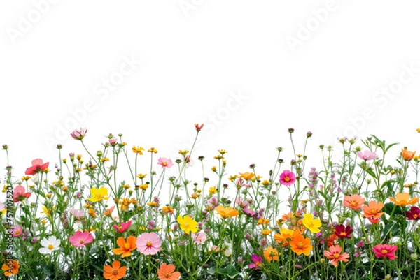 Obraz Field of flowers on transparent background
