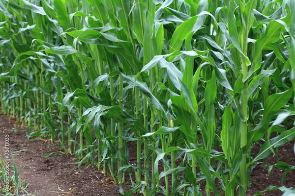 Fototapeta Mais
