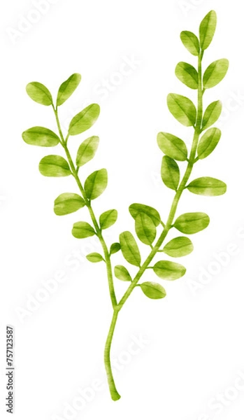 Obraz Branch of Green Leaf watercolor style for Decorative Element