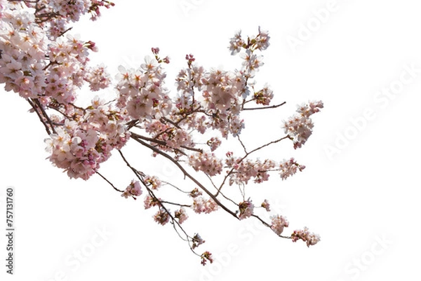 Obraz Cherry blossoms in full bloom with transparent background.