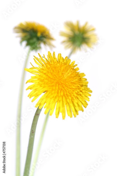 Obraz dandelions (taraxacum officinale)