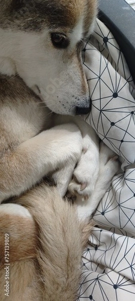 Obraz SIBERIAN HUSKY