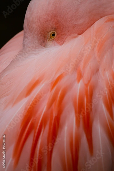 Obraz Flamingo (Phoenicopteridae)