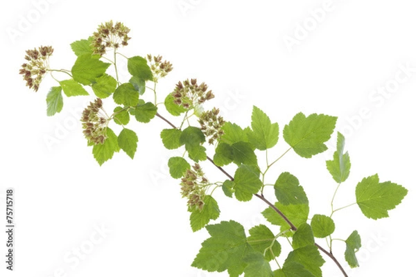 Obraz Physocarpus opulifolius