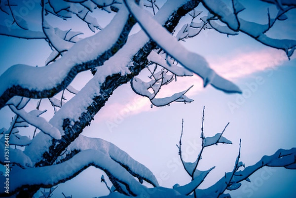Obraz winter landscape with moon
