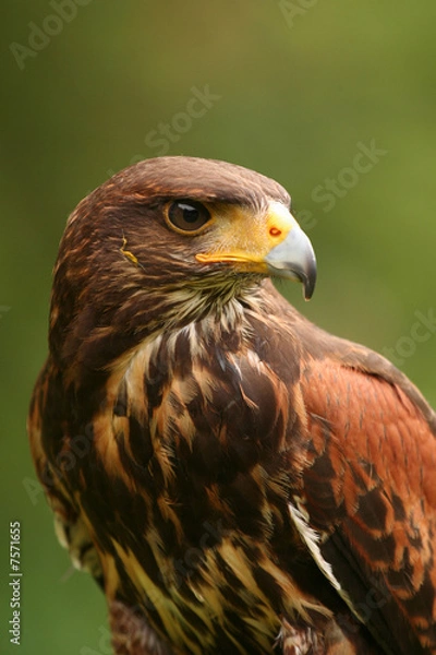 Obraz Harris Hawk (Parabuteo unicinctus)
