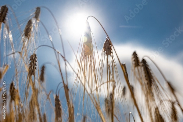Obraz Golden wheat field against the background of the summer sky.