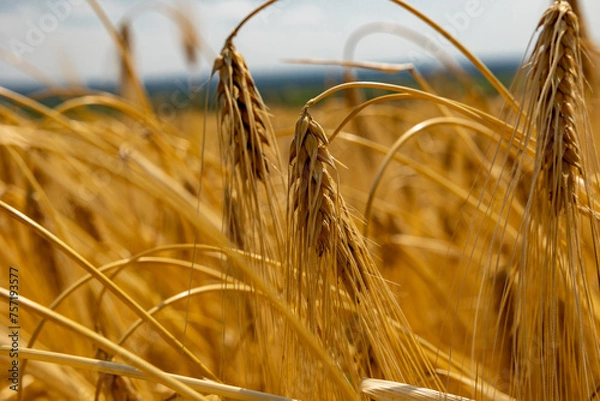 Obraz Golden wheat field against the background of the summer sky.
