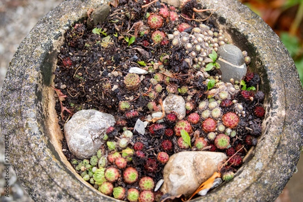 Obraz plant in a stone pot
