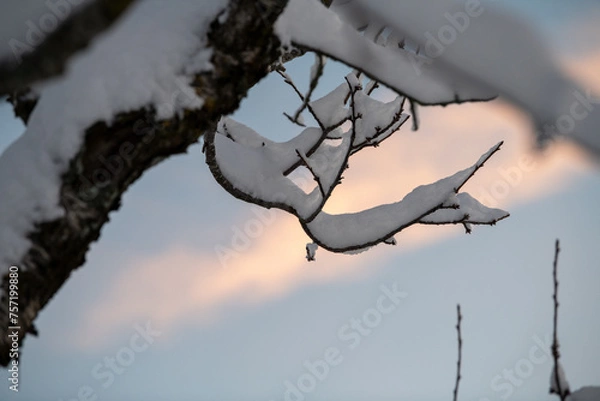 Obraz Tree and sunrise