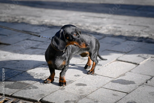 Fototapeta A black dog of the dwarf dachshund breed stands on a tiled pavement on a sunny spring day. The dachshund is walking on a leash.