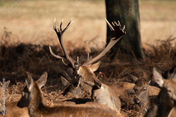 Fototapeta Splendid deer with damaged antlers sitting down looking backwards, sitting in park with dappled autumn sunlight with young deer to side and to the front