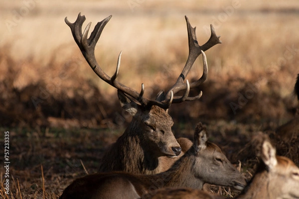 Fototapeta Splendid deer with damaged antlers sitting down facing right, sitting in park with dappled autumn sunlight with young deer to side and to the front