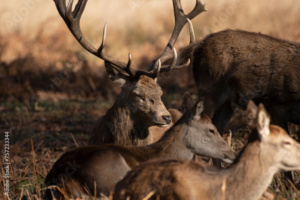 Fototapeta Splendid deer with damaged antlers sitting down facing camera, sitting in park with dappled autumn sunlight with young deer to side and to the front