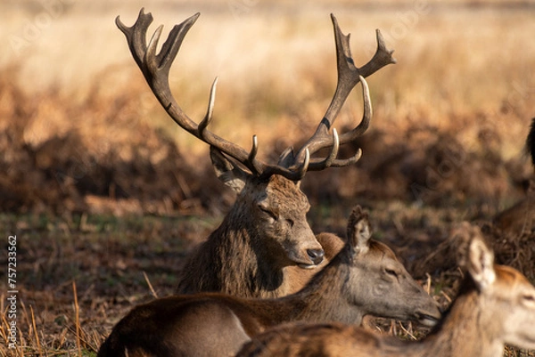 Fototapeta Stunning deer displaying his antlers, sitting in park with dappled autumn sunlight with blurred young deer in front